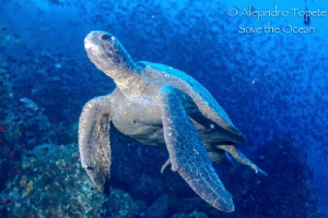 Turtle in thermocline, Galapagos Ecuador by Alejandro Topete 